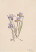 Iris printanier Iris verna - Mary Vaux Walcott — visning af kunstværket
