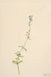 Véronique med vilde mynteblade Veronica serpyllifolia - Mary Vaux Walcott — visning af kunstværket