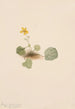 Violette orbiculaire Viola orbiculata - Mary Vaux Walcott — visning af kunstværket