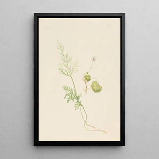 Mary Vaux Walcott - Viola palustris.webp