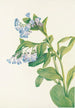 Mertensia virginica - Mary Vaux Walcott — visning af kunstværket