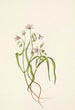 Claytonia de Virginie - Mary Vaux Walcott — visning af kunstværket