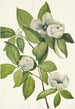 Stewartia de Virginie - Mary Vaux Walcott — visning af kunstværket