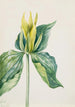 Trille d'Underwood - Mary Vaux Walcott — visning af kunstværket