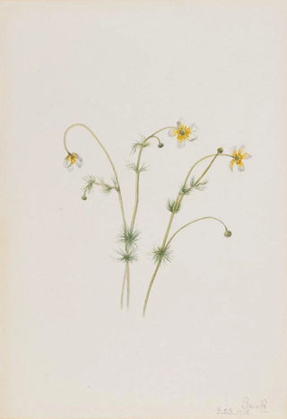 Mary Vaux Walcott - Water Crowfoot Batrachium trichophyllum.webp