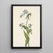 Mertensia paniculata - Mary Vaux Walcott — indrammet kunstværk på væggen