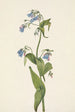 Mertensia paniculata - Mary Vaux Walcott — visning af kunstværket