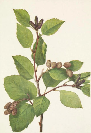 Mary Vaux Walcott - Western Green Alder Alnus sinuata.webp