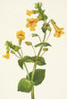 Mimulus guttatus - Mary Vaux Walcott — visning af kunstværket