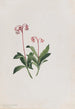 Chimaphila umbellata - Mary Vaux Walcott — visning af kunstværket