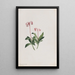 Chimaphila umbellata - Mary Vaux Walcott — indrammet kunstværk på væggen