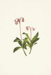 Chimaphila occidentalis - Mary Vaux Walcott — visning af kunstværket