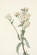 Achillée lanulosa - Mary Vaux Walcott — visning af kunstværket