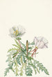Rose de l'aube blanche - Mary Vaux Walcott — visning af kunstværket