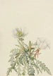 Rose de l'aube blanche - Mary Vaux Walcott — visning af kunstværket