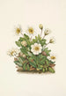 Fleur de dryade blanche - Mary Vaux Walcott — visning af kunstværket