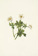 Renoncule des Alpes blanche Trollius albiflorus - Mary Vaux Walcott — visning af kunstværket