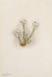 Bruyère blanche Phyllodoce grandiflora - Mary Vaux Walcott — visning af kunstværket