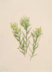 Castilléjie blanche Castilleja occidentalis - Mary Vaux Walcott — visning af kunstværket