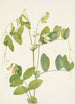 Pois blanc Lathyrus ochroleucus - Mary Vaux Walcott — visning af kunstværket