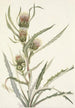 Chardon blanc Cirsium hookerianum - Mary Vaux Walcott — visning af kunstværket