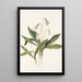 Érythrone blanche Erythronium albidum - Mary Vaux Walcott — indrammet kunstværk på væggen