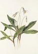 Érythrone blanche Erythronium albidum - Mary Vaux Walcott — visning af kunstværket