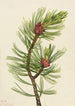 Pin med hvid bark Pinus albicaulis - Mary Vaux Walcott — visning af kunstværket