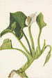 Calla vild Calla palustris - Mary Vaux Walcott — visning af kunstværket