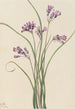 Jacinthe sauvage Brodiaea pulchella - Mary Vaux Walcott — visning af kunstværket