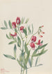 Pois sauvage Lathyrus decaphyllus - Mary Vaux Walcott — visning af kunstværket