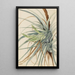 Ananas sauvage Tillandsia fasciculata - Mary Vaux Walcott — indrammet kunstværk på væggen