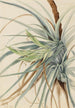 Ananas sauvage Tillandsia fasciculata - Mary Vaux Walcott — visning af kunstværket