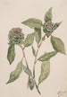 Salix - Mary Vaux Walcott — visning af kunstværket