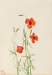 Coquelicot des vents Stylomecon heterophylla - Mary Vaux Walcott — visning af kunstværket