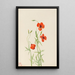 Coquelicot des vents Stylomecon heterophylla - Mary Vaux Walcott — indrammet kunstværk på væggen