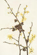 Noisetier des sorcières Hamamelis virginiana - Mary Vaux Walcott — visning af kunstværket