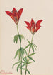 Lis des bois Lilium philadelphicum - Mary Vaux Walcott — visning af kunstværket