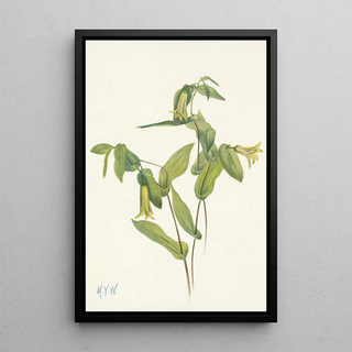 Mary Vaux Walcott - Wood Merrybells Uvularia perfoliata.webp