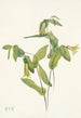 Uvulaire perfoliée Uvularia perfoliata - Mary Vaux Walcott — visning af kunstværket