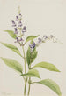 Scutellaire af træerne Scutellaria serrata - Mary Vaux Walcott — visning af kunstværket