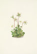 Nymphe des bois Moneses uniflora - Mary Vaux Walcott — visning af kunstværket