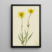 Arnica laineuse Arnica tomentosa - Mary Vaux Walcott — indrammet kunstværk på væggen