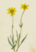 Arnica laineuse Arnica tomentosa - Mary Vaux Walcott — visning af kunstværket