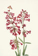 Pénstémon de Wright Pentstemon wrightii - Mary Vaux Walcott — visning af kunstværket