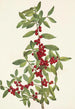 Yaupon Ilex vomitoria - Mary Vaux Walcott — visning af kunstværket