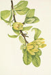 Magnolia cordé Magnolia cordata - Mary Vaux Walcott — visning af kunstværket