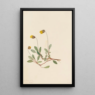 Mary Vaux Walcott - Yellow Dryad Dryas drummondii.webp