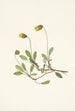 Fleur de dryade gul Dryas drummondii - Mary Vaux Walcott — visning af kunstværket