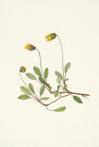 Mary Vaux Walcott - Yellow Dryad flower Dryas drummondii.webp